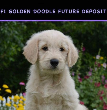 F1 Golden doodle puppy for sale