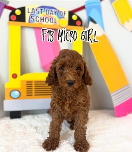 f1b micro mini goldendoodle for sale