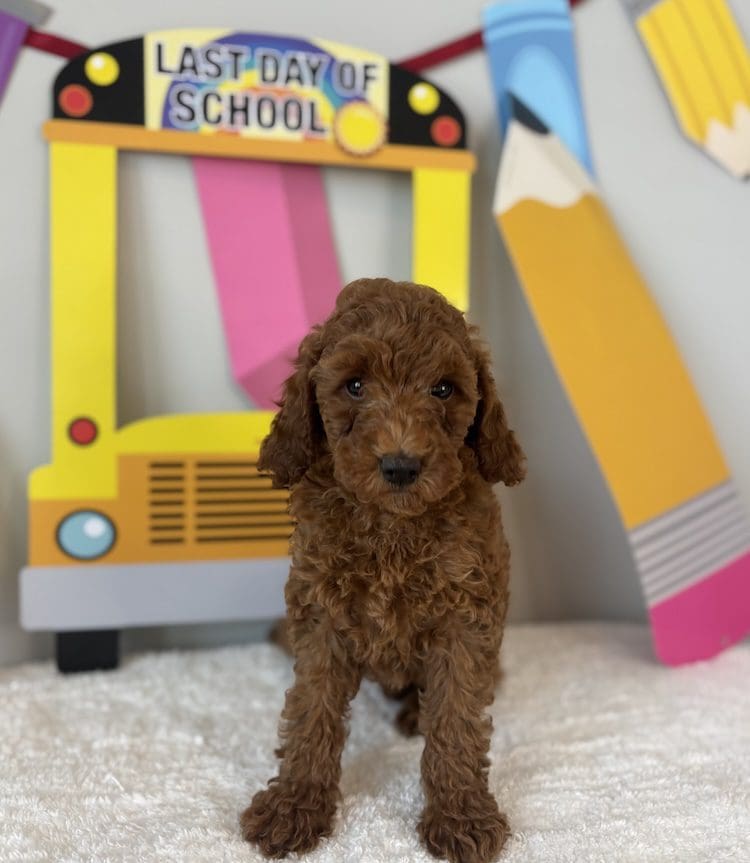 micro mini goldendoodle for sale