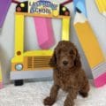 micro mini goldendoodle puppies for sale