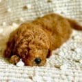 mini goldendoodle near me
