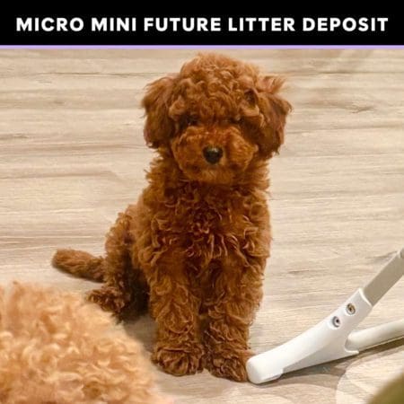 mini goldendoodle puppies near me