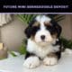 future mini bernedoodle puppy deposit